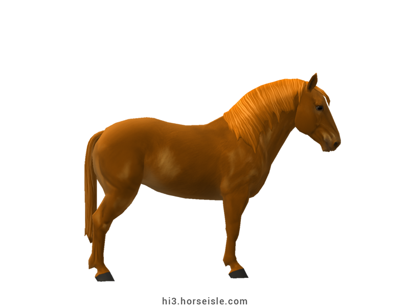 Suffolk Punch Bright Chestnut Coat (right view)